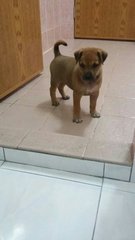 Male puppy - 6 weeks