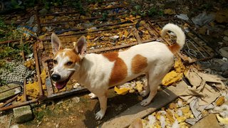 Sam - Mixed Breed Dog