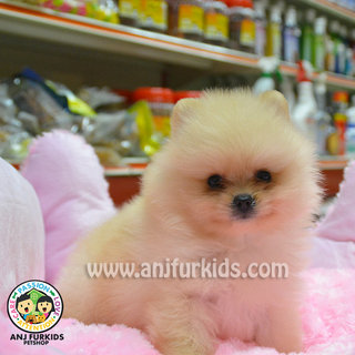 Quality Cream Pomeranian Puppy - Pomeranian Dog