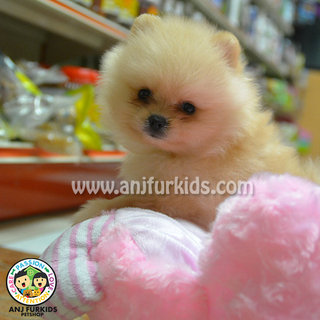 Quality Cream Pomeranian Puppy - Pomeranian Dog