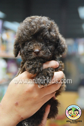 Dark Chocolate Tiny Toy Poodle Pup1 - Poodle Dog