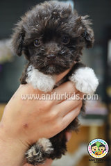 Dark Chocolate Tiny Toy Poodle Pup1 - Poodle Dog