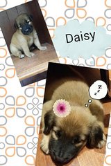 daisy