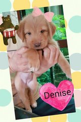 denise (ADOPTED)