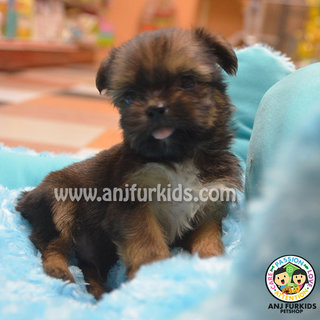 Yorkshire Terrier Mix Shih Tzu Pup - Yorkshire Terrier Yorkie + Shih Tzu Dog