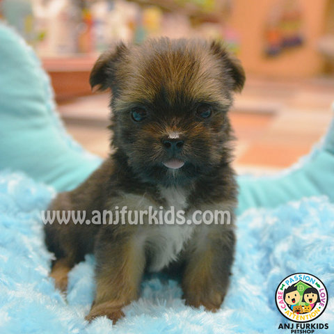 Yorkshire Terrier Mix Shih Tzu Pup - Yorkshire Terrier Yorkie + Shih Tzu Dog