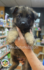 Bigbone Sable German Shepherd Pup1 - German Shepherd Dog Dog