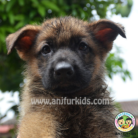 Bigbone Sable German Shepherd Pup1 - German Shepherd Dog Dog