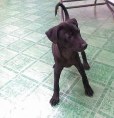 Jenny - Labrador Retriever Dog