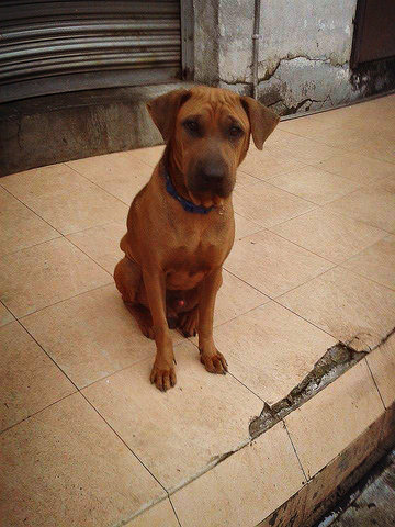 Frowny - Shar Pei Mix Dog