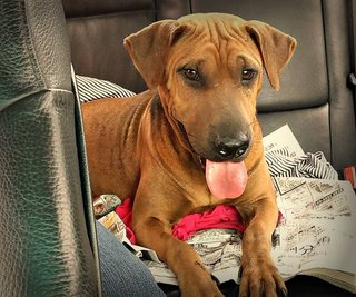 Frowny - Shar Pei Mix Dog