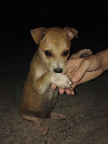 Floyd - Mixed Breed Dog