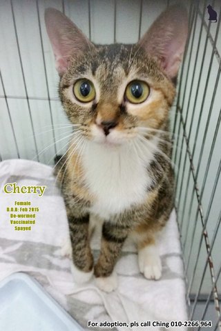 ★ Ching - Cherry (♀) ★ - Domestic Short Hair Cat