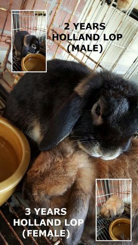 Pure Holland Lop - Holland Lop Rabbit