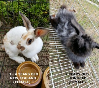 Pure Holland Lop - Holland Lop Rabbit