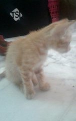 Oyen Jr - Domestic Short Hair Cat