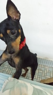 Di Di - Miniature Pinscher Dog