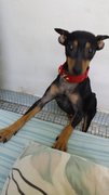 Di Di - Miniature Pinscher Dog