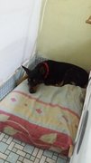 Di Di - Miniature Pinscher Dog