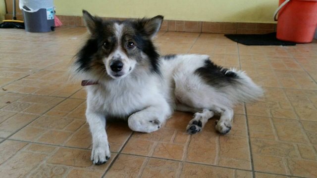 Snowy - Mixed Breed Dog