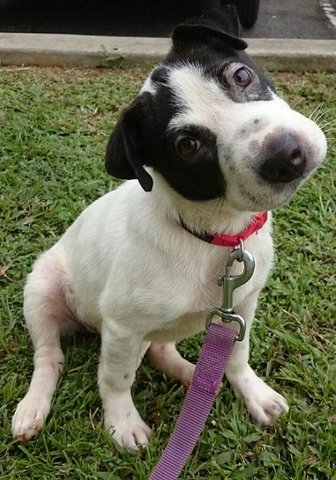 Snoopy - Mixed Breed Dog