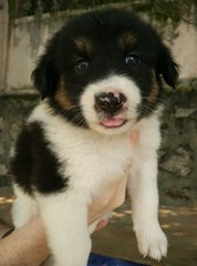 Angel - Border Collie Mix Dog