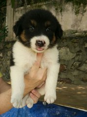 Angel - Border Collie Mix Dog