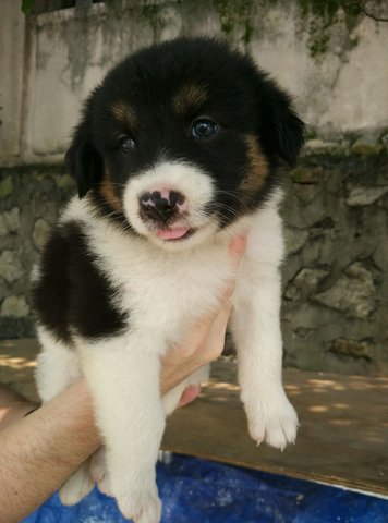 Angel - Border Collie Mix Dog