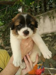 Aleska - Border Collie Mix Dog