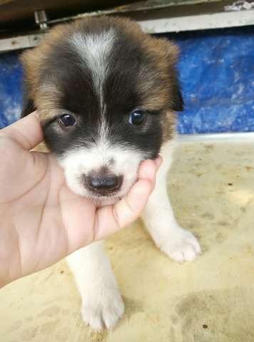 Aleska - Border Collie Mix Dog