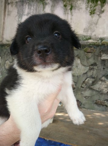 Atztek - Border Collie Dog