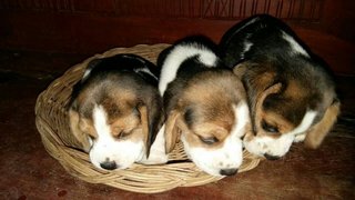 Tinysize Beagle Puppy B10 - Beagle Dog