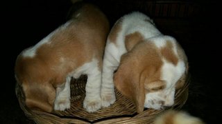 Tinysize Beagle Puppy B10 - Beagle Dog