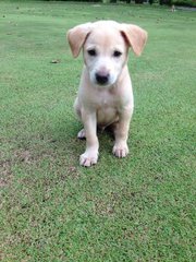 Sky - Mixed Breed Dog