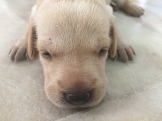 Girl Girl - Golden Retriever Mix Dog