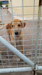 Dali - Mixed Breed Dog