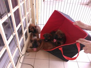 Mixed Breed Puppies - Mixed Breed Dog