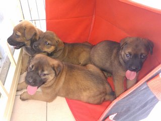 Mixed Breed Puppies - Mixed Breed Dog