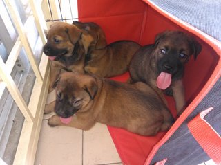 Mixed Breed Puppies - Mixed Breed Dog