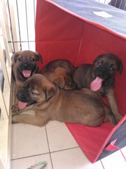 Mixed Breed Puppies - Mixed Breed Dog