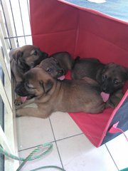 Mixed Breed Puppies - Mixed Breed Dog