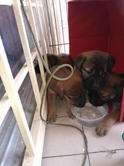 Mixed Breed Puppies - Mixed Breed Dog