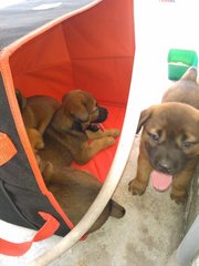 Mixed Breed Puppies - Mixed Breed Dog