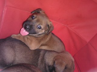 Mixed Breed Puppies - Mixed Breed Dog