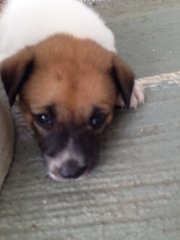 Cutie - Border Collie Mix Dog