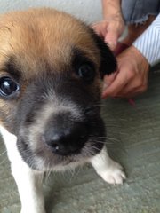 Cutie - Border Collie Mix Dog