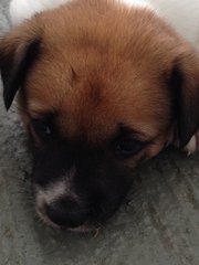 Cutie - Border Collie Mix Dog