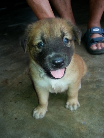 Sesame - Mixed Breed Dog