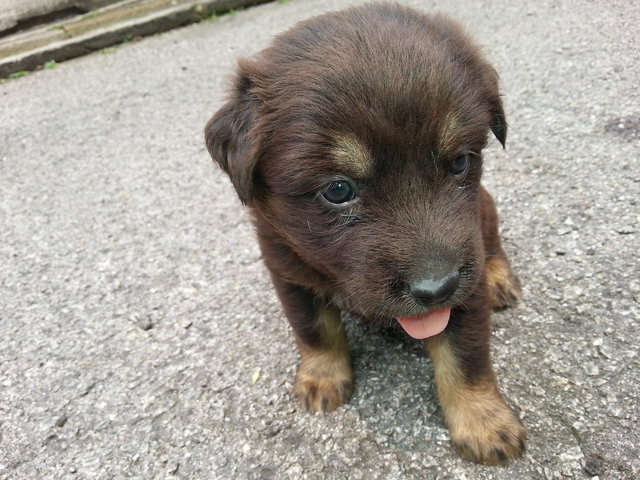 Caraway - Mixed Breed Dog