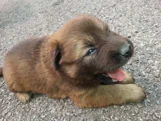 Nutmeg (Female)